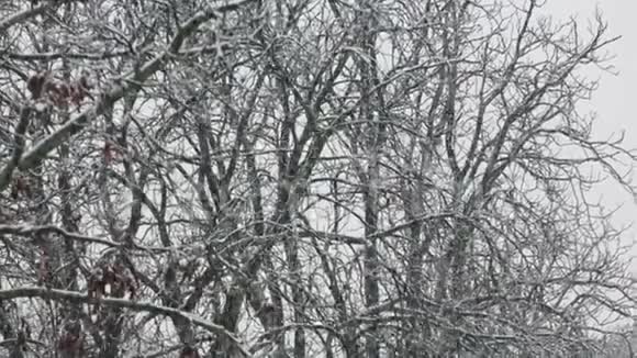 雪落在公园的树上视频的预览图