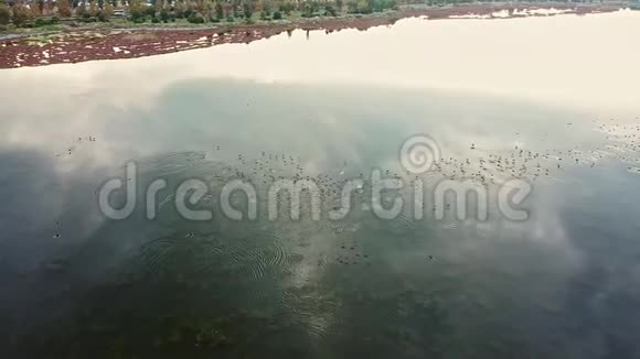 空中拍摄的鸭子飞过湖面视频的预览图