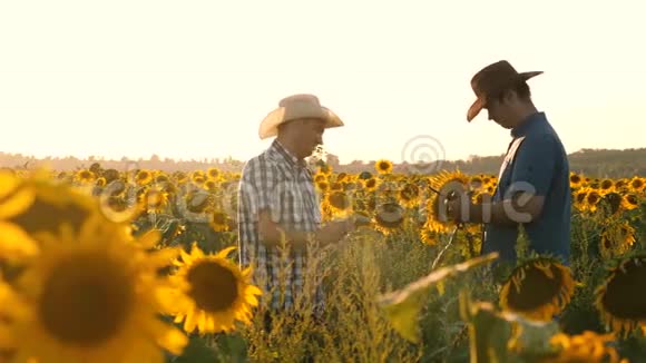 农民带着向日葵在田里团队合作和胜利农学家奥萨米特里瓦尤特开花和玉米芯视频的预览图
