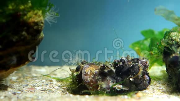 黑海沿岸带咸水海洋生物场水族馆中的海葵可能是海葵视频的预览图