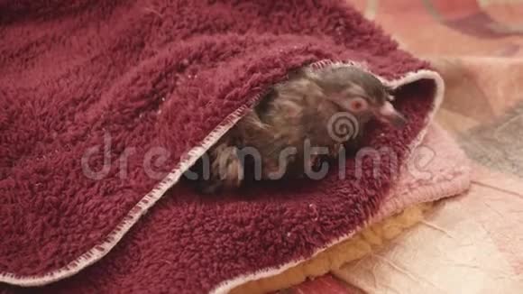 病鸽洗完后裹着毛巾颤抖视频的预览图