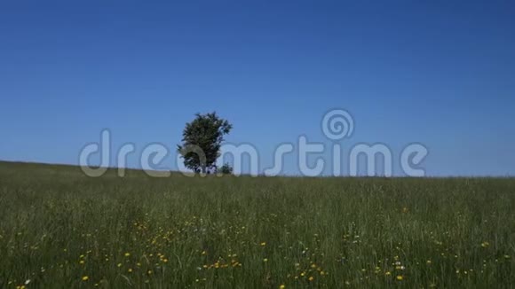 捷克贝斯基迪的自然风光一棵树在田里视频的预览图
