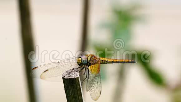 大自然中蜻蜓的特写视频视频的预览图
