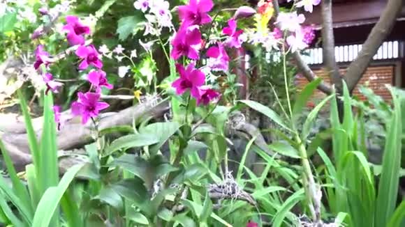 美丽的浅紫蝴蝶兰花自然背景视频的预览图