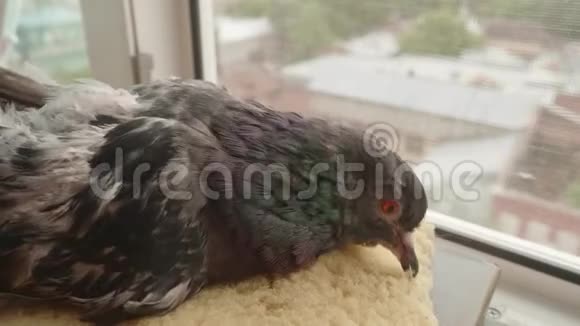 兽医宠物的手病鸽子坐在枕头上用蚊帐从窗户看城市生活视频的预览图