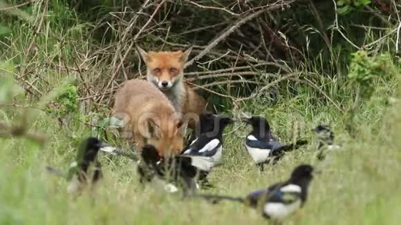 一只主要的野生红狐幼崽外阴在其巢穴入口的长草中觅食它周围都是兄弟姐妹视频的预览图