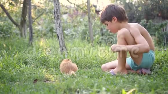 男孩在花园里的草地上玩橙色苏格兰折叠小猫视频的预览图