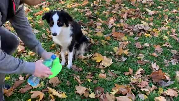 公园里的狗饮水视频的预览图