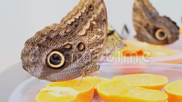 棕色大蝴蝶在柑橘类水果上喝花蜜橘子上的蝴蝶特写镜头视频的预览图