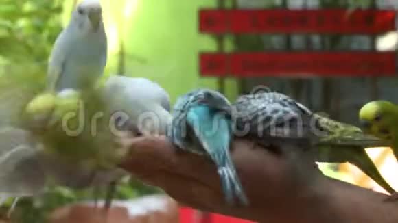 多个鹦鹉在人的手臂上视频的预览图