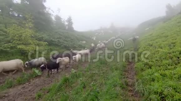羊在草地上吃草视频的预览图