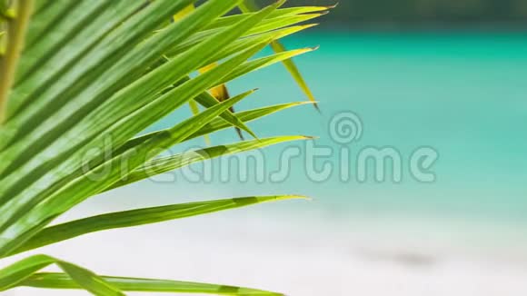 棕榈叶的细节一片热带棕榈树叶在微风和模糊的蓝色海浪中移动视频的预览图