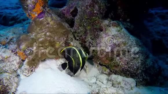 黑黄热带鱼特写视频的预览图
