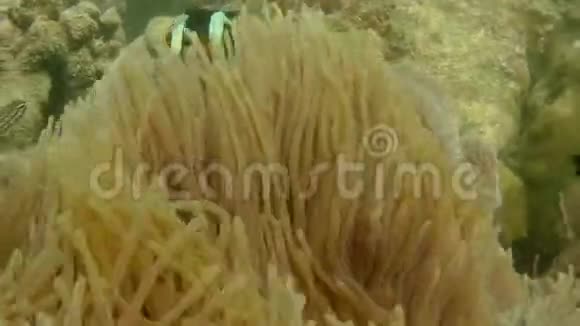 黄尾小丑鱼克拉克海葵有毒的触须中游动的海葵视频的预览图
