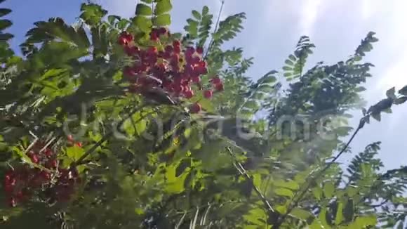 阳光透过树叶和浆果成熟的红色浆果在木头背景上摇曳一堆山灰清风视频的预览图