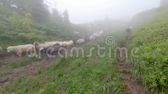 羊在草地上吃草视频的预览图