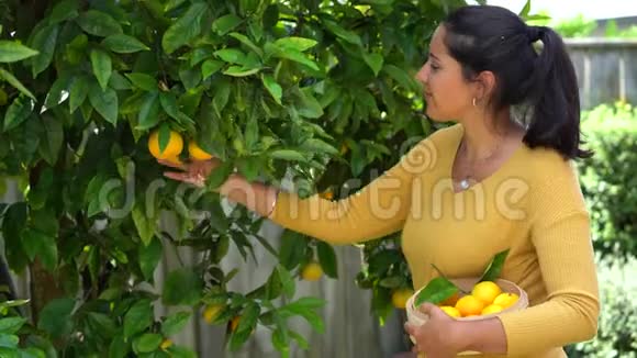 布鲁内特女人拿着装满橘子的篮子从树上摘橘子家庭活动在家收获视频的预览图