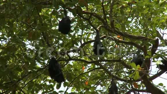 大蝙蝠挂在树上视频的预览图