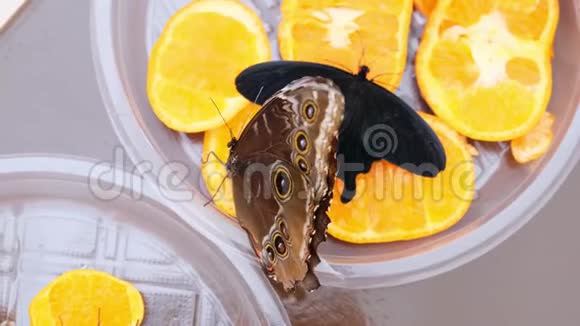 黑蓝蝴蝶在柑橘类水果上喝花蜜橘子上的蝴蝶特写镜头视频的预览图