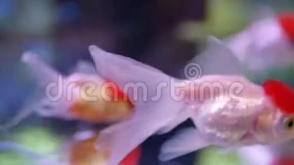 美丽的红帽奥兰达金鱼视频的预览图