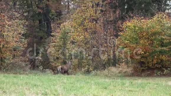 大鹿在捷克的贝斯基迪森林旁边的牧场放牧视频的预览图