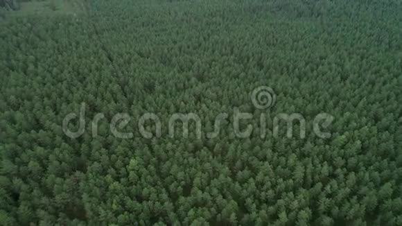 立陶宛的森林靠近立陶宛首都维尔纽斯的绿松林1视频的预览图