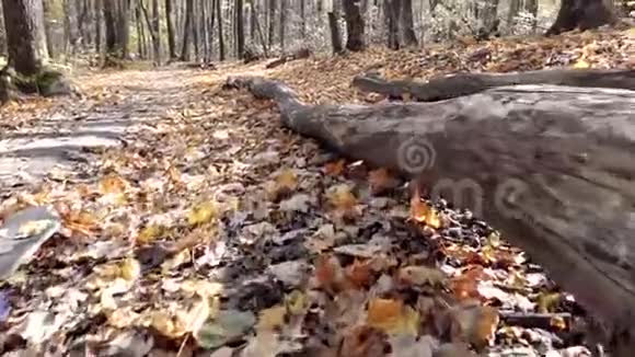 镜头沿着秋天森林里一棵老掉下来的树移动视频的预览图