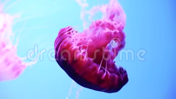 蓝色背景的荧光粉色水母视频的预览图