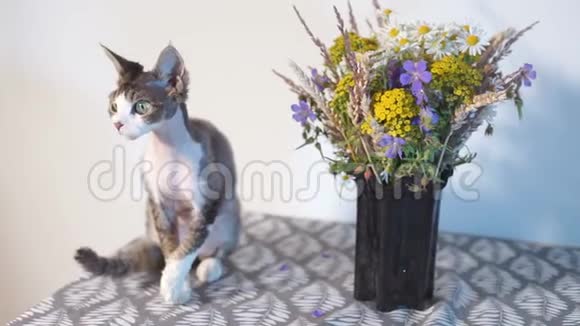 一只小猫在靠近一束野花的桌子上摆姿势视频的预览图