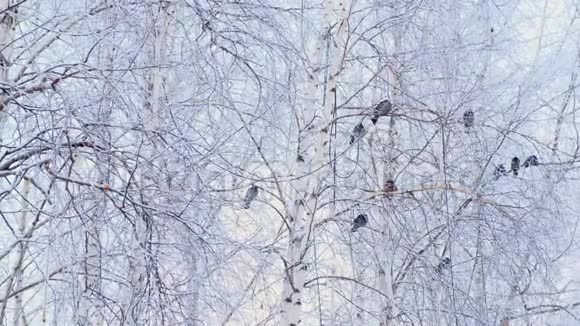 灰鸽子站在一根带着白雪的树枝上一群鸟特写冬天的动物霜冻的树木视频的预览图