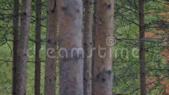 野松林下绿苔在美丽的日子里在树之间移动视频的预览图