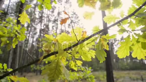 秋天的太阳橡树叶视频的预览图