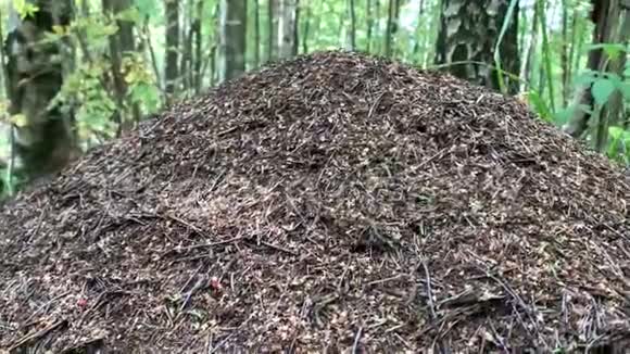 夏季森林中的大型蚁丘视频的预览图
