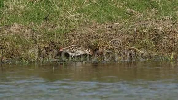 在沼泽地里沿着水边觅食的美丽的蛇视频的预览图