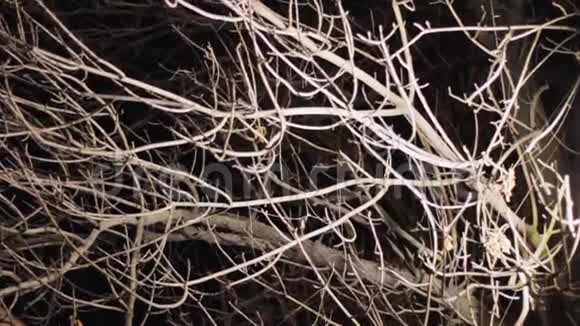 树枝在夜晚被照亮轻盈的质感分支模式视频的预览图