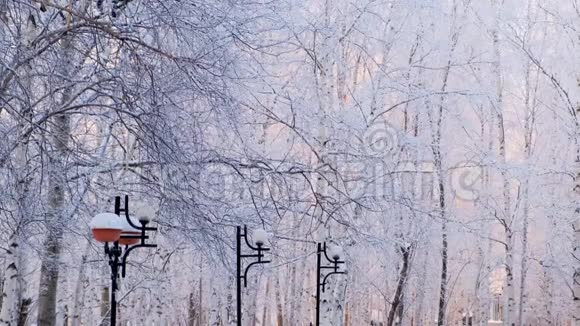 灰鸽子站在一根带着白雪的树枝上一群鸟特写冬天的动物霜冻的树木视频的预览图