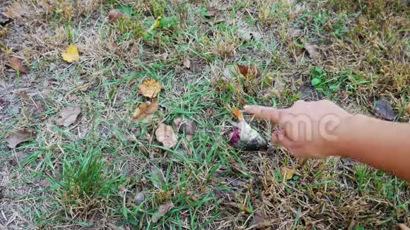 一个女人手指着一条被切断的生鱼的头留在草地背景上黑白猫来到食物视频的预览图