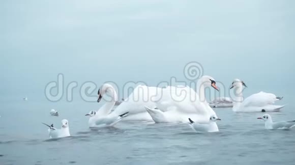 格但斯克附近波罗的海的天鹅视频的预览图