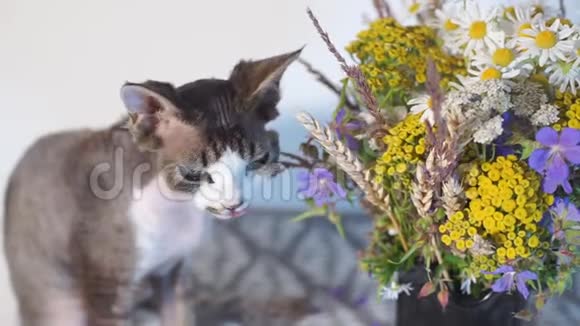 一只猫在花旁特写猫嗅嗅和咀嚼花视频的预览图
