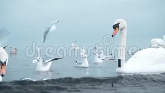 格但斯克附近波罗的海的天鹅视频的预览图