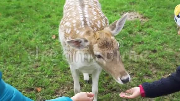 小女孩在公园喂鹿视频的预览图