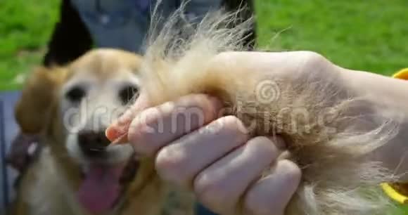 老金毛猎犬毛梳毛茎视频的预览图