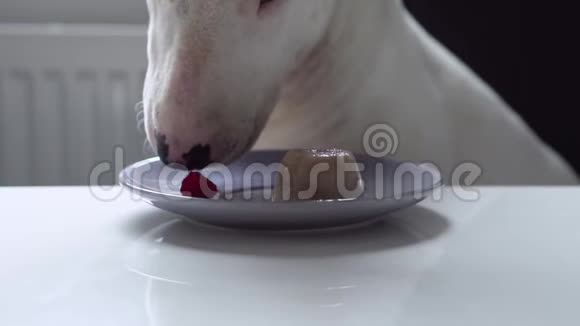 慢动作的牛梗狗坐在椅子上吃树莓从盘子在厨房的桌子上视频的预览图