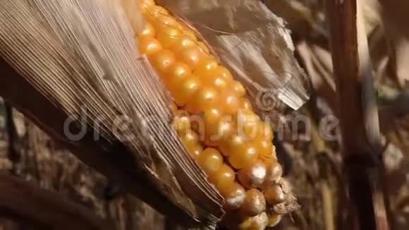 田间熟透的玉米芯视频的预览图