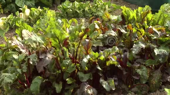花园地块中的红茶叶视频的预览图