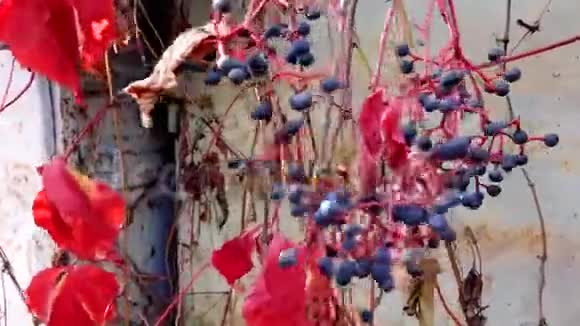 挂在树枝上的蓝色浆果簇簇视频的预览图