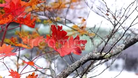 秋天五彩缤纷的树叶和川流不息的玉川河视频的预览图