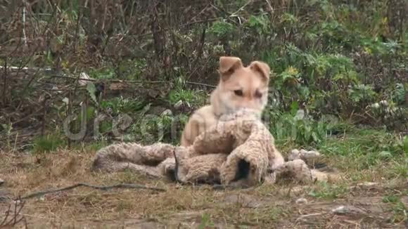 4k一只警卫姜狗在玩旧衣服狗泪暖窝窝村里的一条链子上的警犬警卫视频的预览图