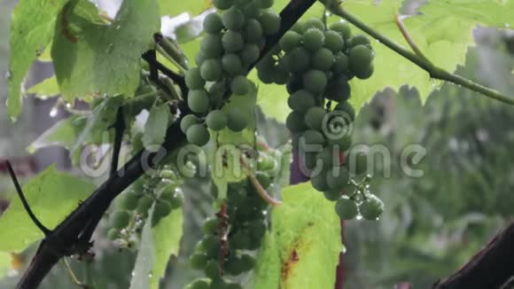 大雨下的绿葡萄视频的预览图