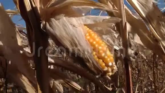 田间熟透的玉米芯视频的预览图